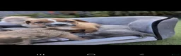 Jack Russell dogs for sale: Jack russell puppy  - Advert 13