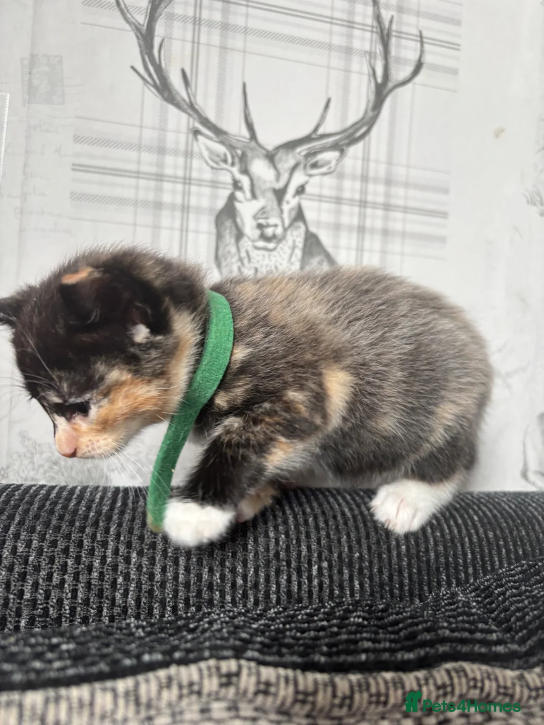 Ragdoll cats for sale: Ragdoll x dsh kittens - Advert 15