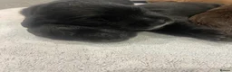 Cocker Spaniel dogs for sale: Beautiful Cocker Spaniel Puppies  - Advert 17