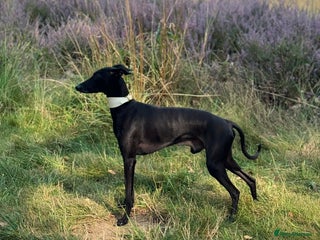 Italian Greyhound dogs in Weybridge - Advert 3