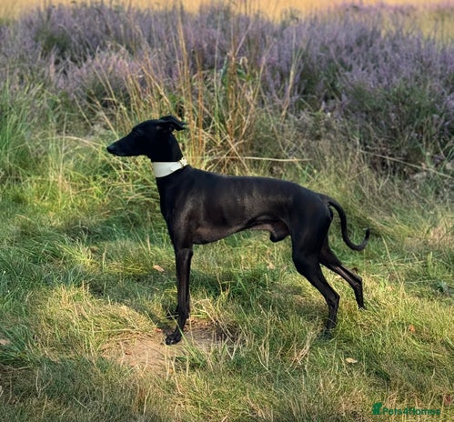 Italian Greyhound dogs in Weybridge - Advert 1