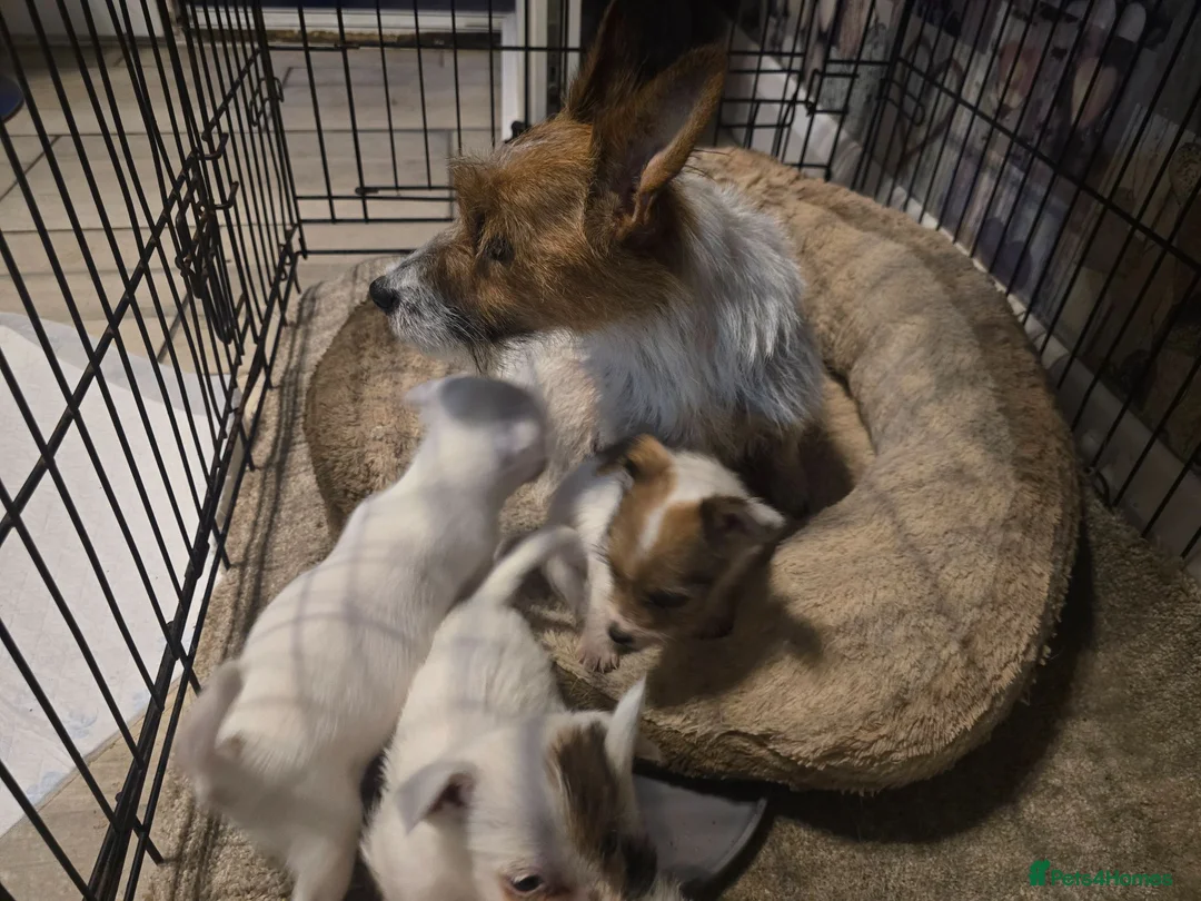 Jack Russell dogs for sale: Jack Russell  puppies  - Advert 2