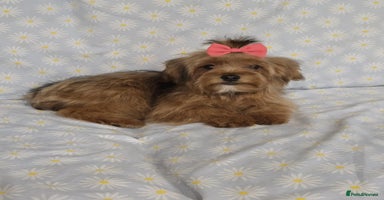Maltipoo dogs in Oldham - Advert 4