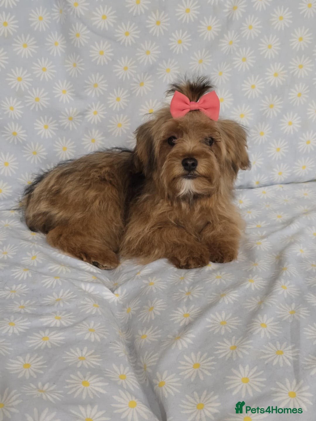 Maltipoo dogs for sale:  ** cute luttle maltipoo babies in Oldham - Image 4