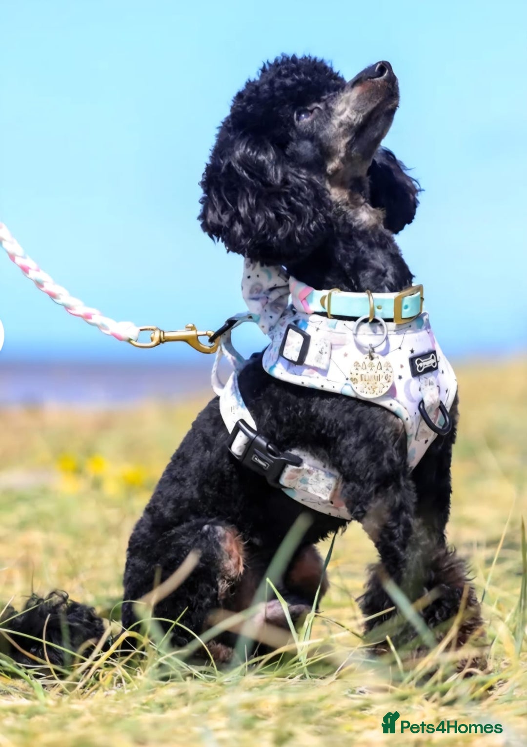 Cavachon dogs for sale: Beautiful Phantom, Sable and Red Cavapoochon Pups - Advert 3