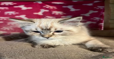 Ragdoll cats - Advert 4
