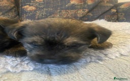 Mixed Breed dogs for sale: Border x Cairn Terrier puppies - Image 10