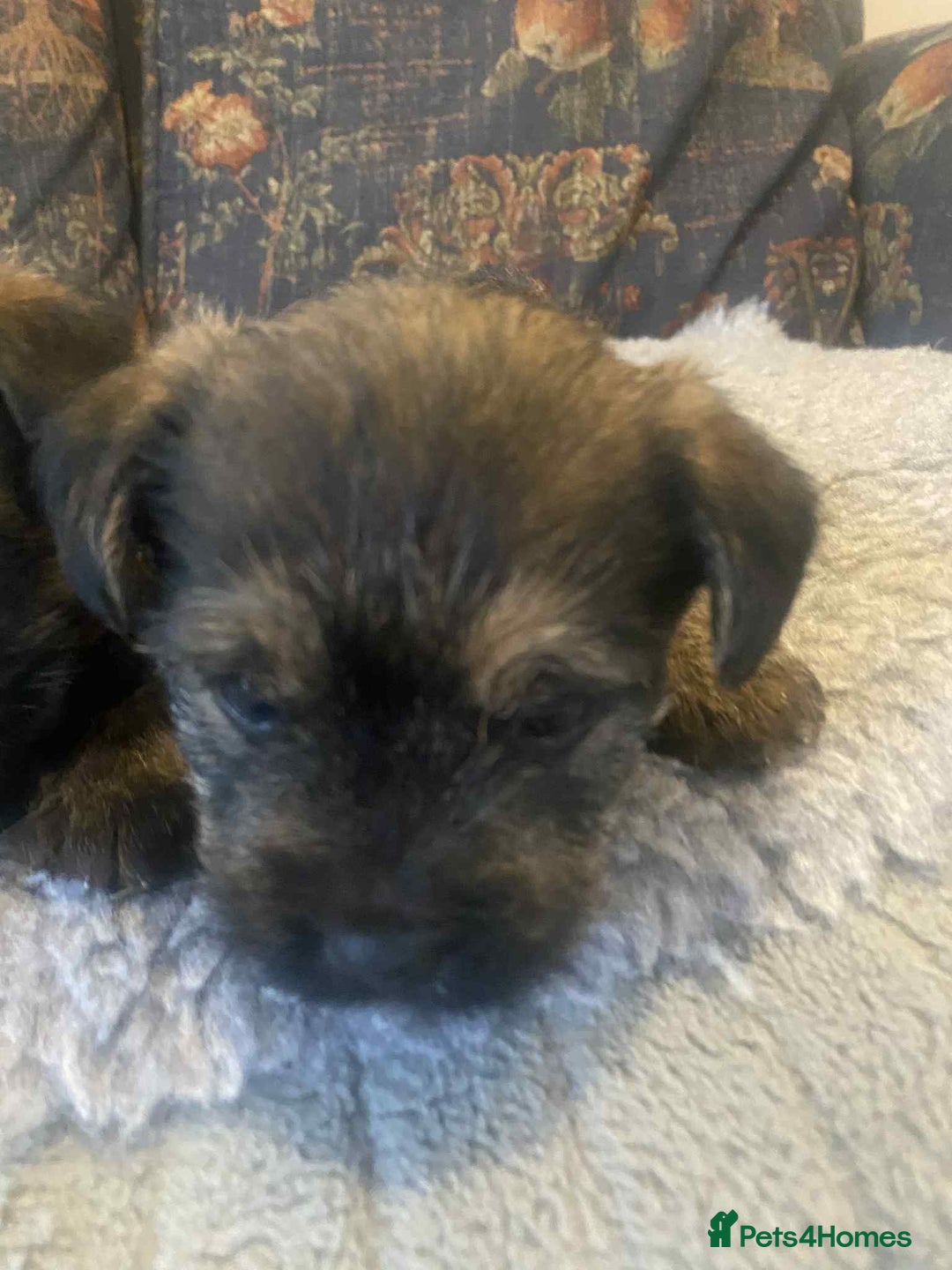 Mixed Breed dogs for sale: Border x Cairn Terrier puppies - Image 10