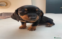 Miniature Dachshund dogs for sale: Last boy ready for new home Mini Dachshund  - Image 15