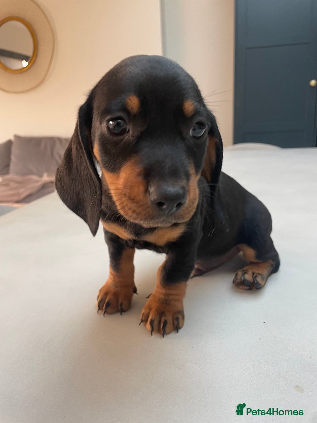 Miniature Dachshund dogs for sale: Last boy ready for new home Mini Dachshund  - Image 15