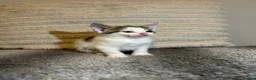Mixed Breed cats for sale: Beautiful kittens ready for amazing homes  - Advert 8