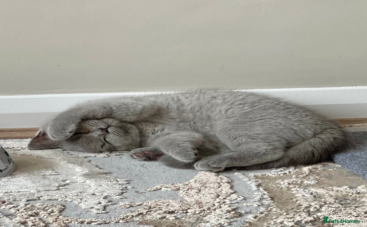 British Shorthair cats - Advert 1