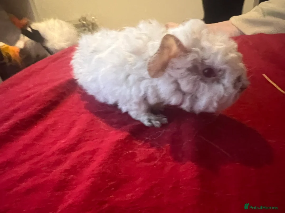 Guinea Pig rodents for sale: Mixed baby guinea pigs  - Advert 3