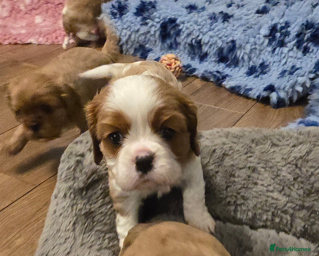 Cavalier King Charles Spaniel dogs for sale: Beautiful KC Registered. Health Tested Parents. - Advert 6
