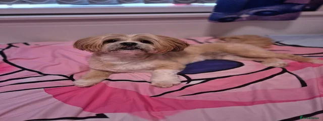OSCAR 