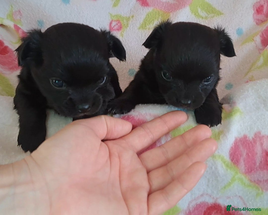 Chihuahua dogs for sale: Long Coat Chihuahua puppies for sale - Advert 17