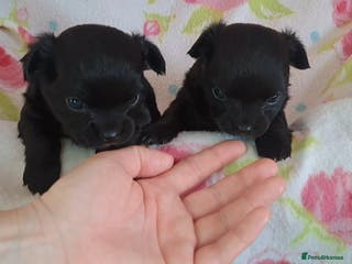 Chihuahua dogs Long Coat Chihuahua puppies for sale - Advert 2