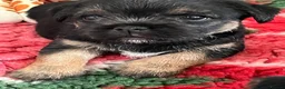 Mixed Breed dogs for sale: Border Terrier x Patterdale Puppies  - Advert 14