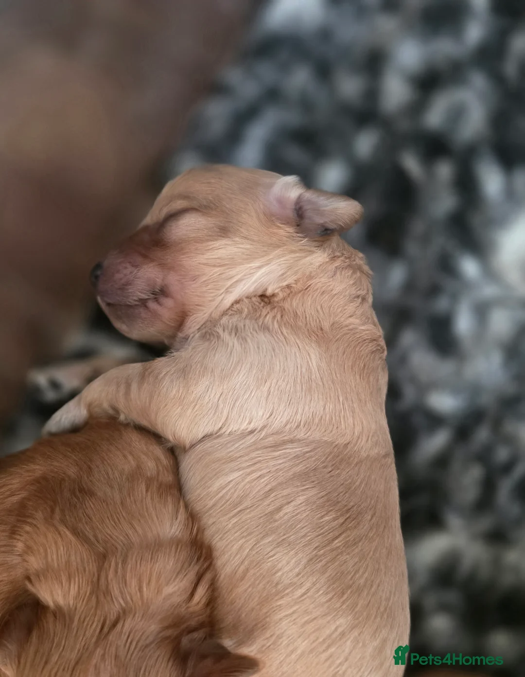 Cavapoo dogs for sale: F1B Toy Cavapoo Puppies - Advert 8