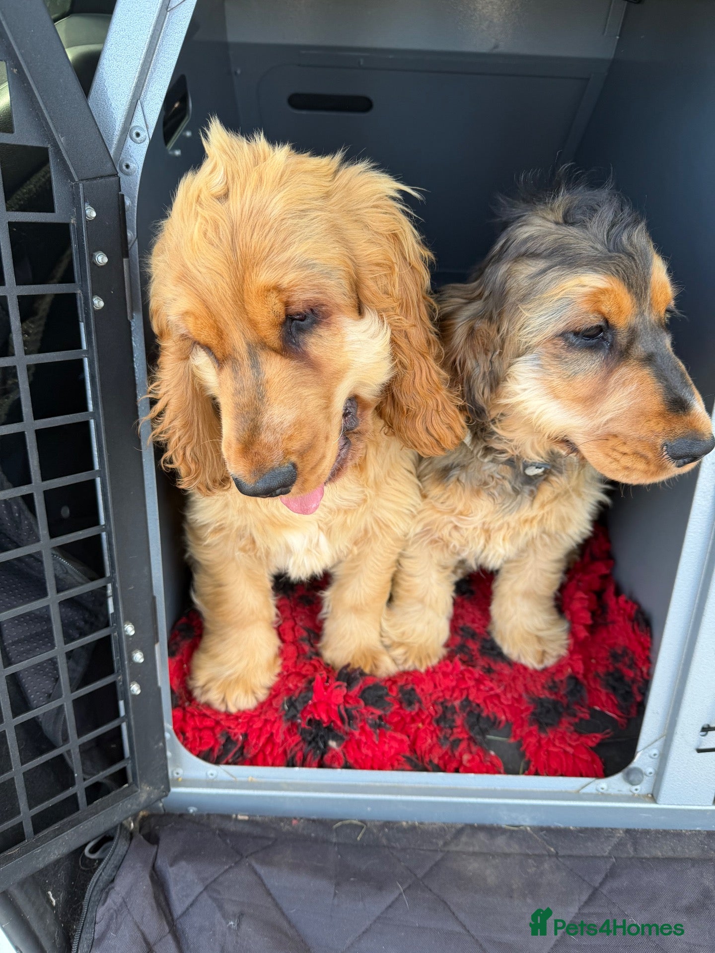 Cocker Spaniel dogs Stunning English show type cocker puppies  - Advert 1