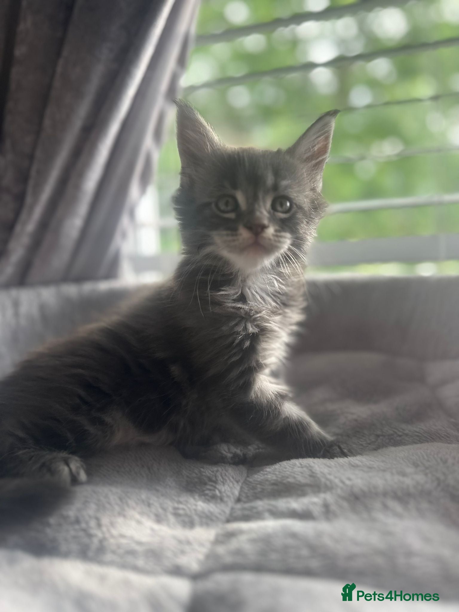 Maine Coon cats for sale: Stunning Maine Coon Litter Of Kittens  in Billericay - Advert 1