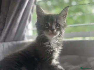 Maine Coon cats Stunning Maine Coon Litter Of Kittens - Advert 3