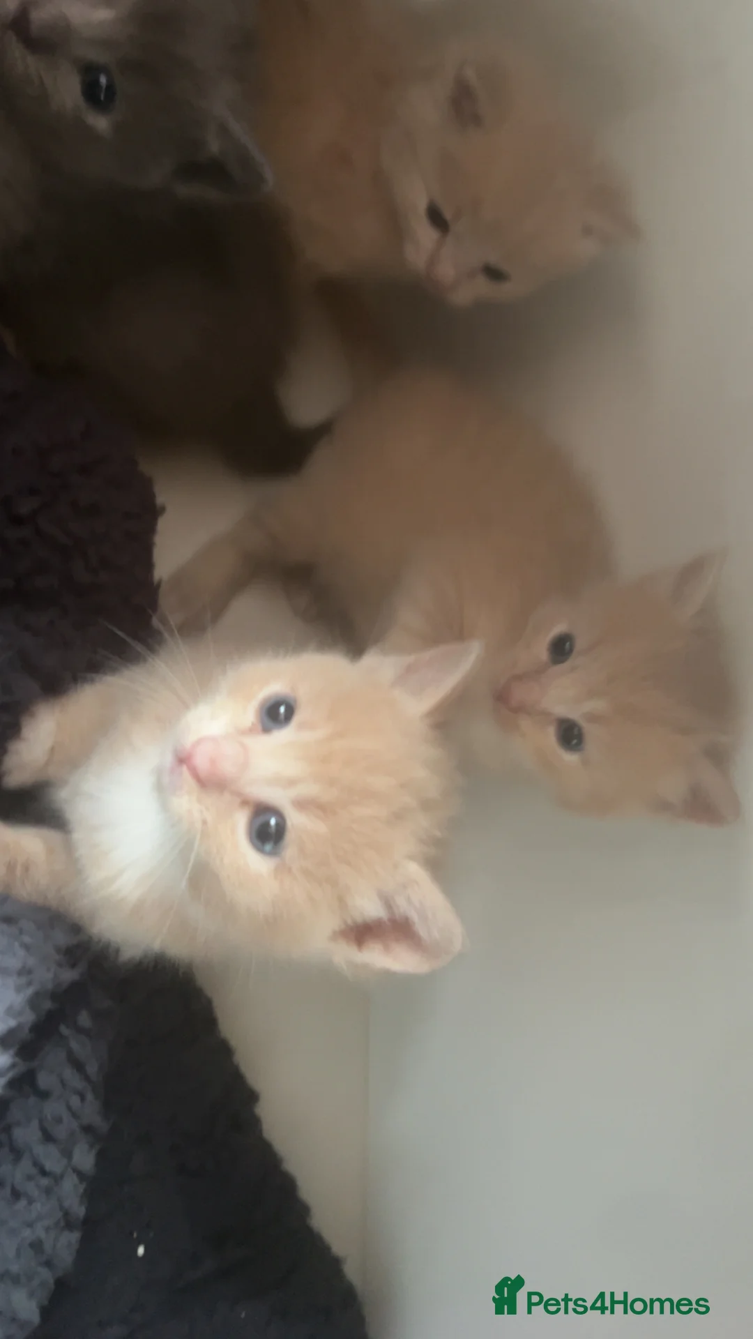 Mixed Breed cats for sale: Ragdoll mix  in London - Advert 2