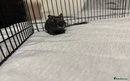 Gerbil rodents for sale: Male gerbil. OPEN TO OFFERS - Image 6
