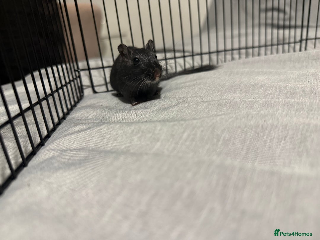 Gerbil rodents for sale: Male gerbil. OPEN TO OFFERS - Image 6