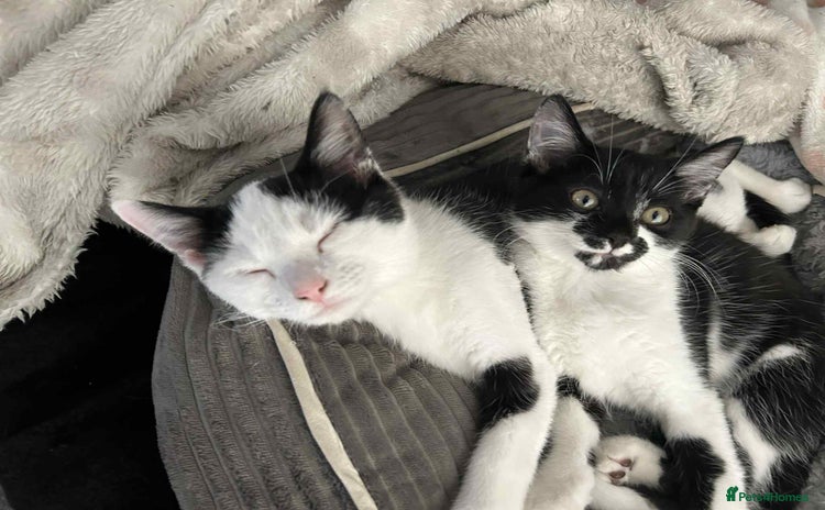 Domestic Shorthair cats - Advert 3