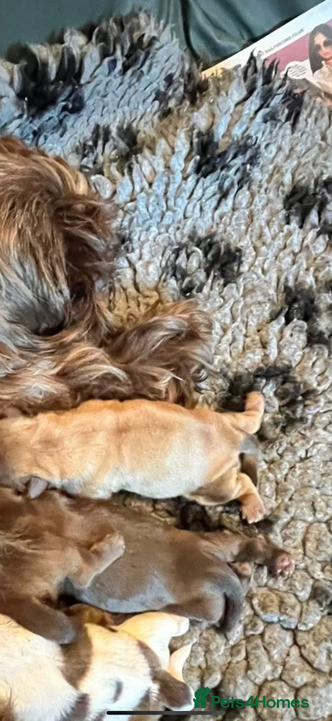 Shih Tzu dogs for stud: Shih tzu stud proven  in Glasgow - Advert 12