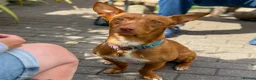 Mixed Breed dogs for adoption: Shadow - Podenco Maneto  in Birmingham - Advert 9