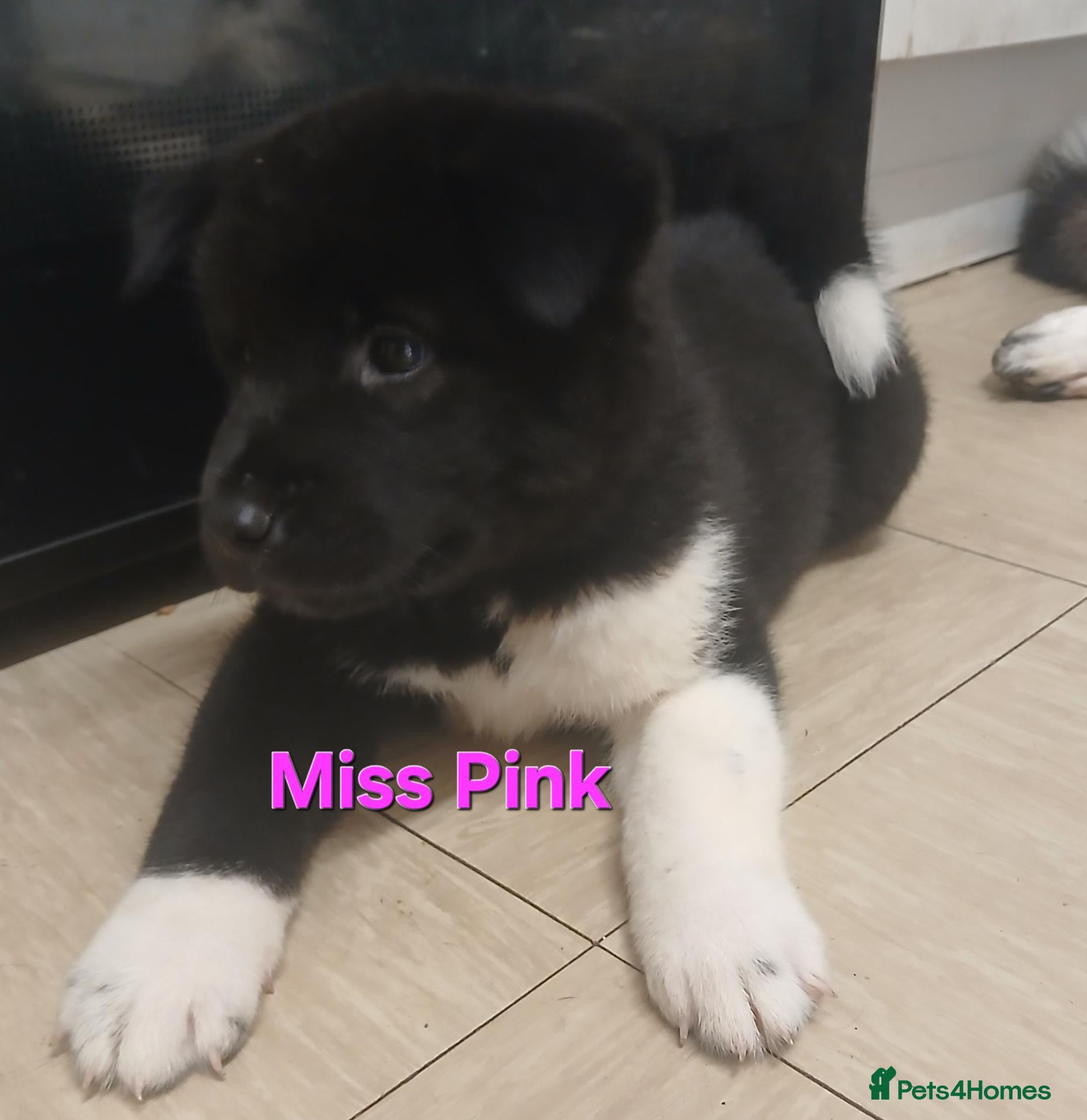 Akita dogs for sale: American Akita PUPPIES  - Advert 1