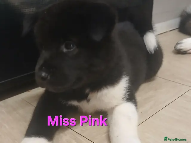 Akita dogs for sale: American Akita PUPPIES - Advert 1