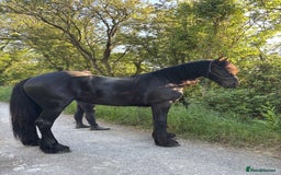 Friesian horses for sale: Friesian cross cob  - Image 3