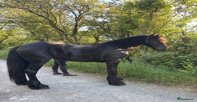 Friesian horses - Advert 5
