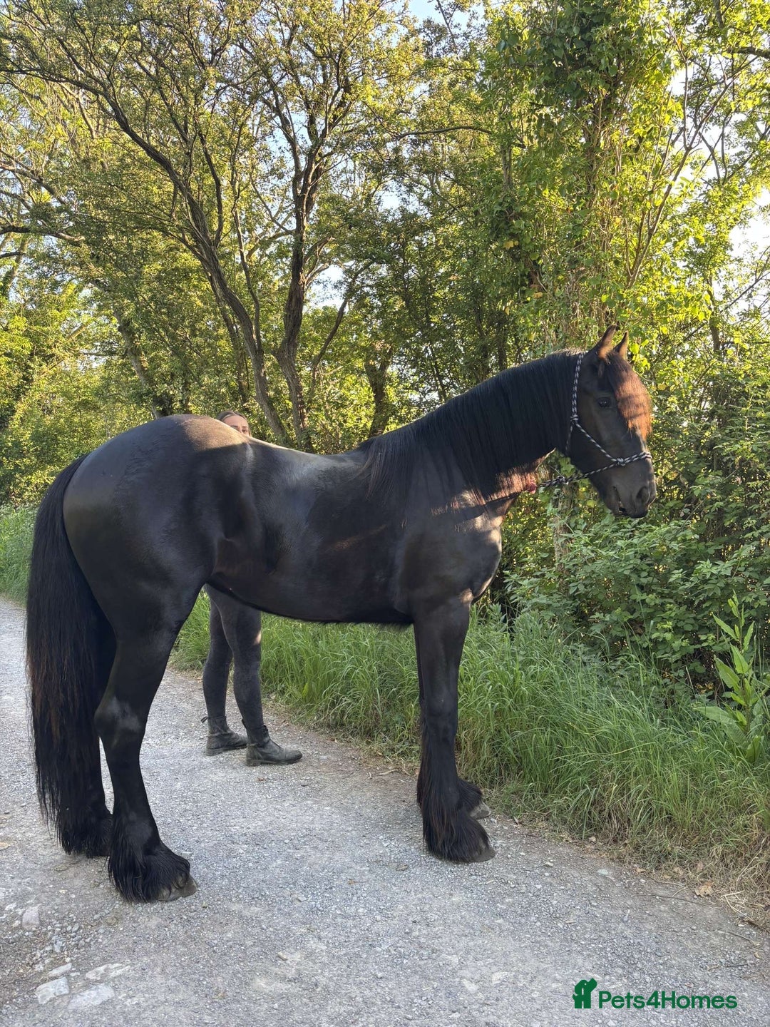 Friesian horses for sale: Friesian cross cob  - Image 3