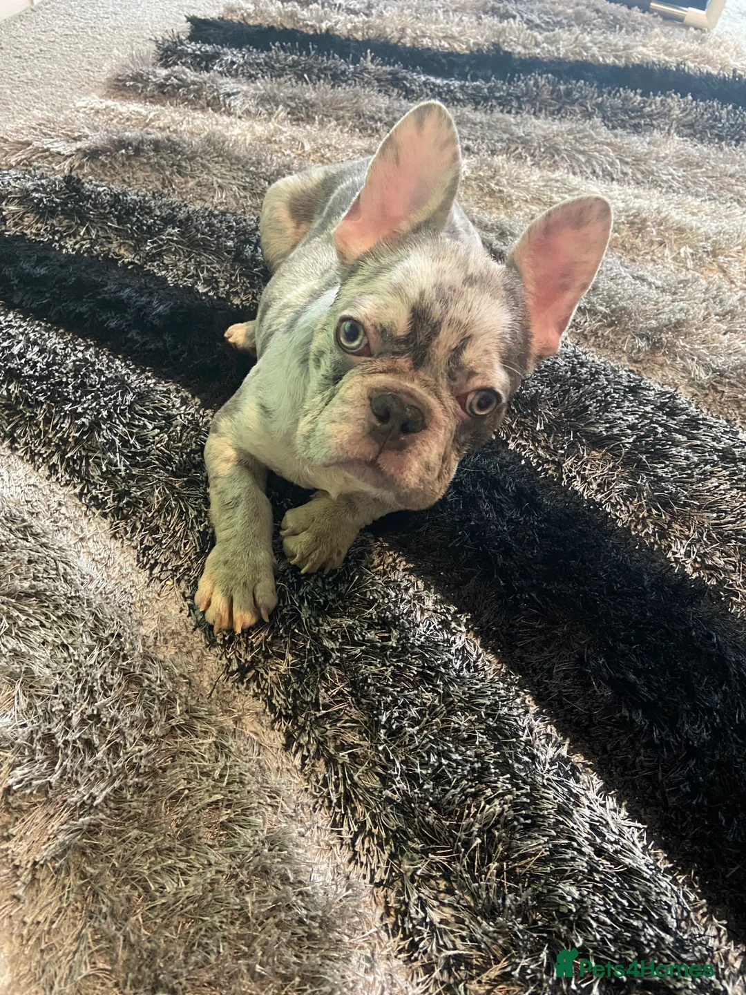 French Bulldog dogs for sale: 2 year old Boy Frenchie  - Advert 4