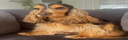 Cocker Spaniel dogs for sale: Stunning KC Show Cocker Spaniel Sable Puppies.  - Advert 8