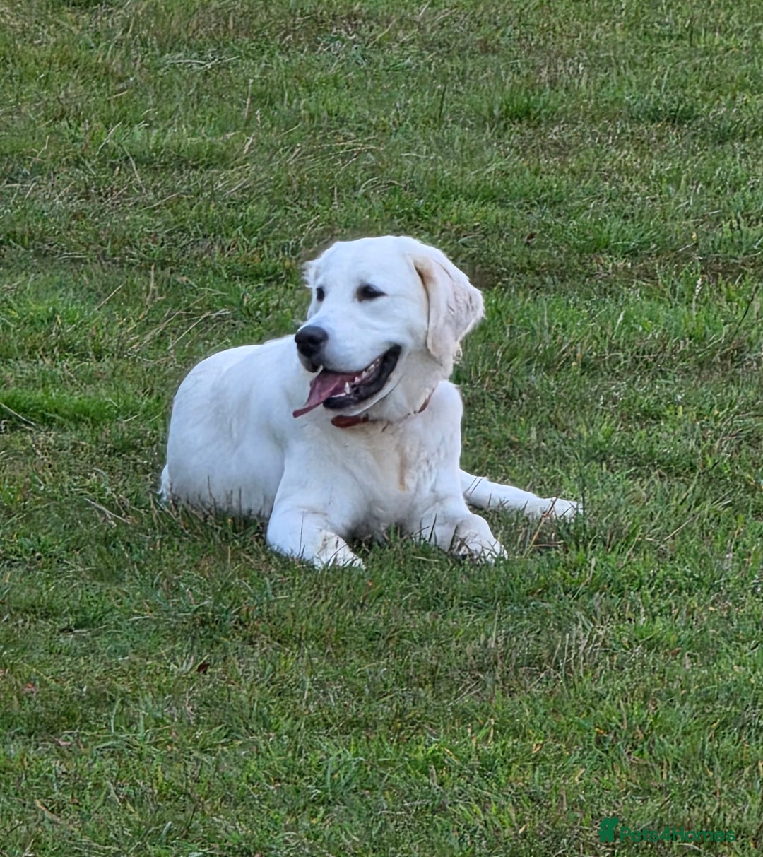 Golden Retriever dogs for sale: Beautiful Golden Retriever Boys – Ready Soon - Image 3