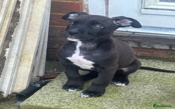 Mixed Breed dogs for sale: Staffy cross puppy - Image 2