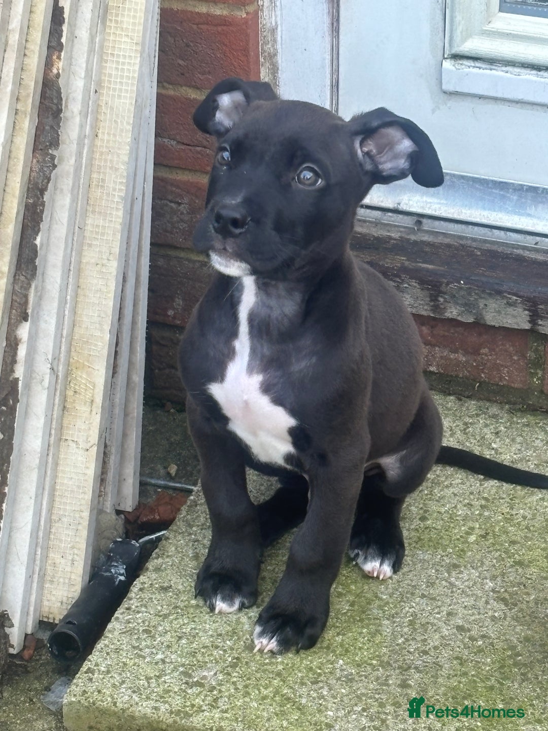 Mixed Breed dogs for sale: Staffy cross puppy - Image 2