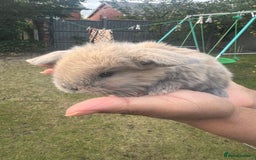 Mini Lion Lop rabbits for sale: Mini lop - Image 24