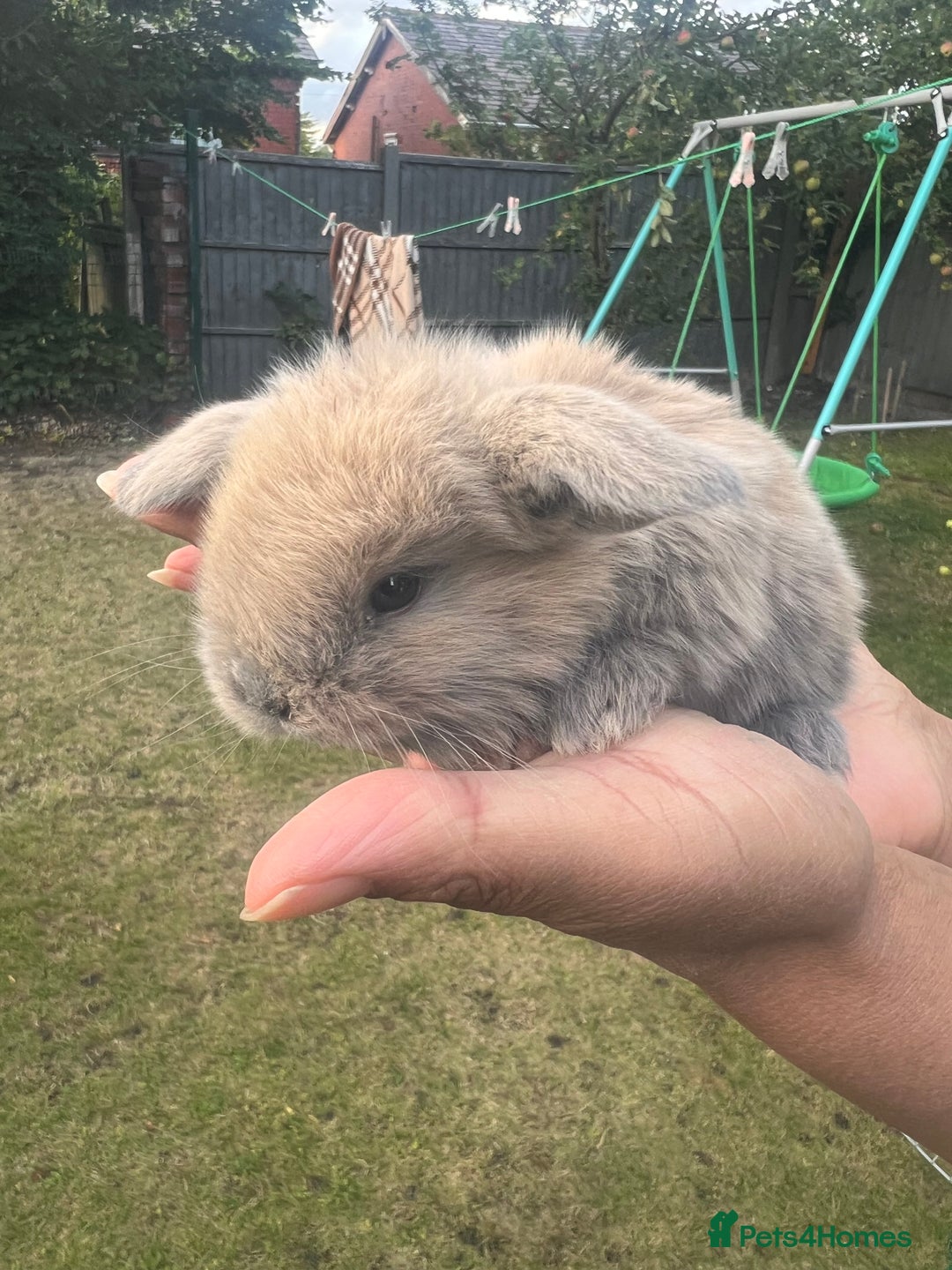 Mini Lion Lop rabbits for sale: Mini lop - Image 24