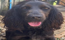 Cocker Spaniel dogs for sale: Beautiful litter of working cocker spaniel puppy’s - Image 15