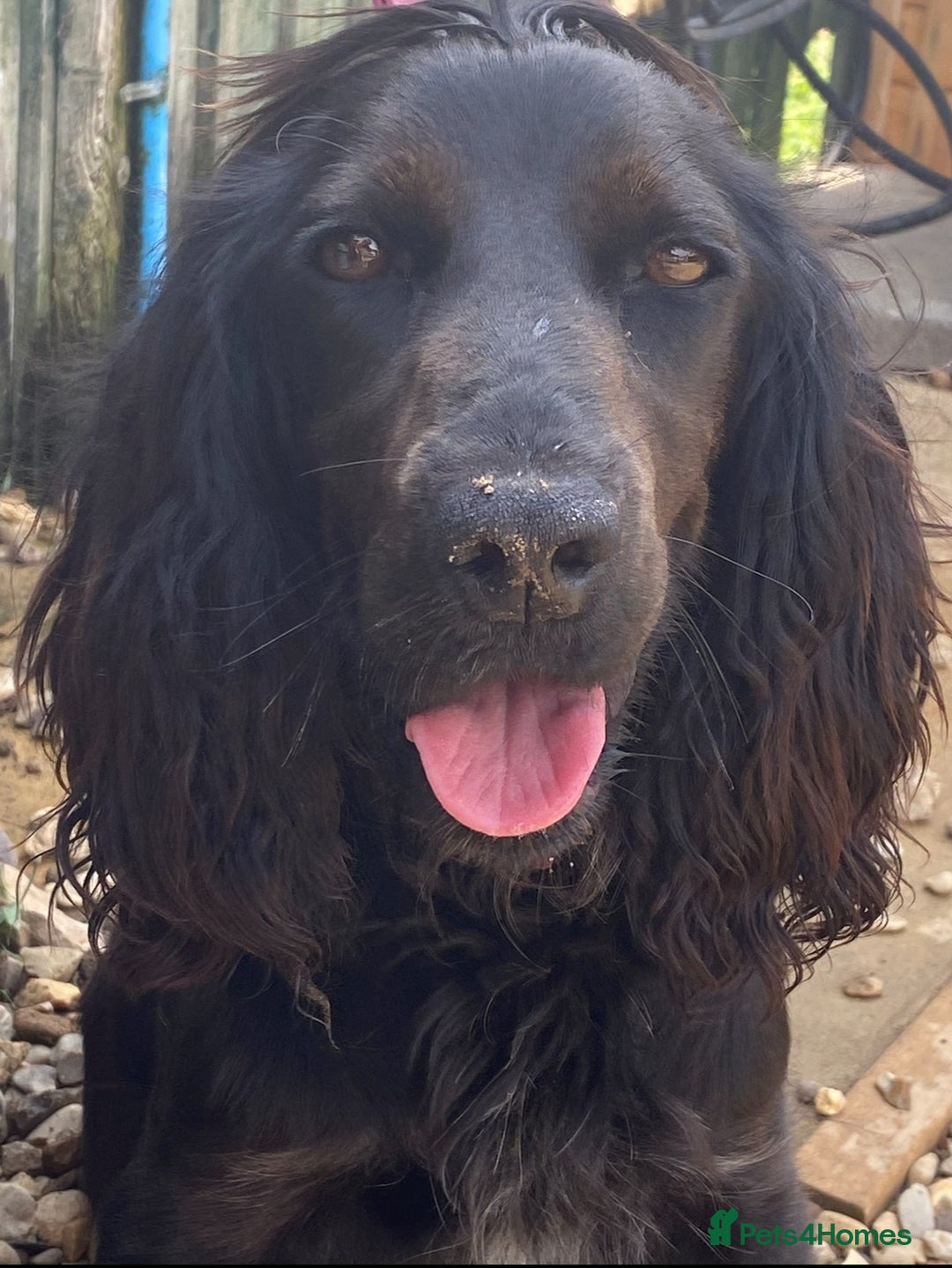 Cocker Spaniel dogs for sale: Beautiful litter of working cocker spaniel puppy’s - Image 15