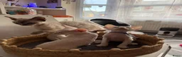 Devon Rex cats for sale: Devon Rex Kittens – Two Boys & One Girl ❤️ - Advert 19