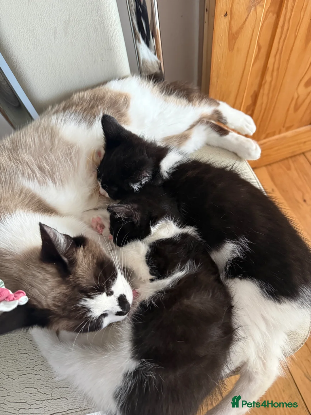 Mixed Breed cats for sale: Playful kittens looking for new home🐾 - Advert 1