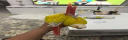 Conures birds for sale: Suncheek conure pair  - Advert 4