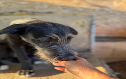 Mixed Breed dogs for adoption: LIA - a Beautiful young Girl, for a Loving Home - Image 10